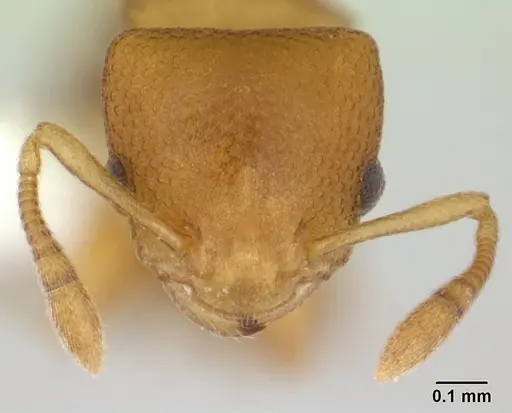 Nesomyrmex cataulacoides - CASENT0178300