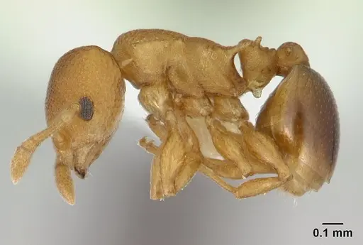 Nesomyrmex cataulacoides - CASENT0178300