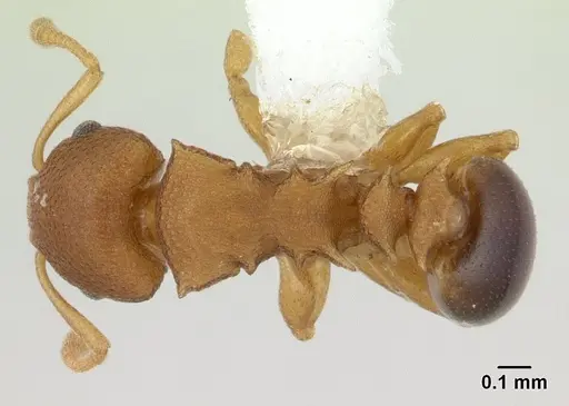 Nesomyrmex cataulacoides - CASENT0178301