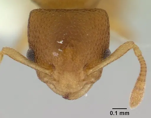 Nesomyrmex cataulacoides - CASENT0178301