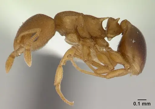 Nesomyrmex cataulacoides - CASENT0178301