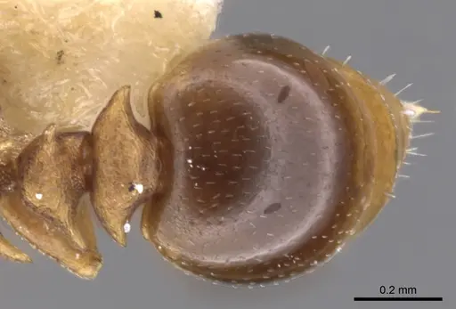 Nesomyrmex cataulacoides - CASENT0901219