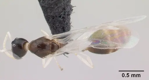 Nesomyrmex cingulatus specimen