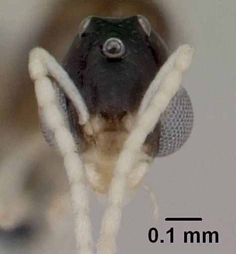 Nesomyrmex cingulatus specimen