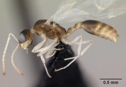 Nesomyrmex cingulatus specimen