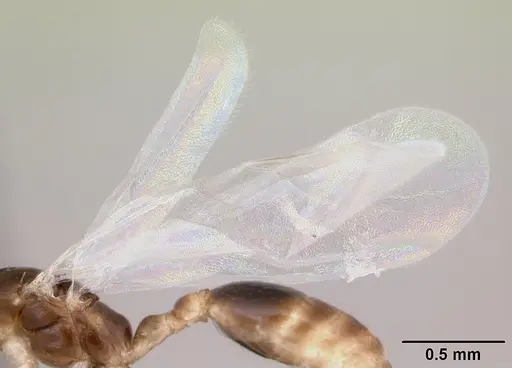 Nesomyrmex cingulatus - CASENT0455789