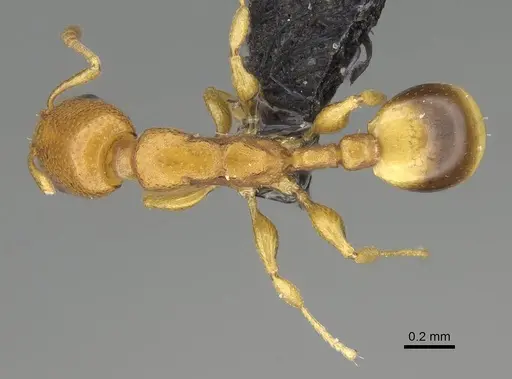 Nesomyrmex cingulatus - CASENT0919845