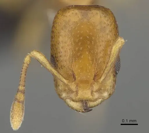 Nesomyrmex cingulatus - CASENT0919845