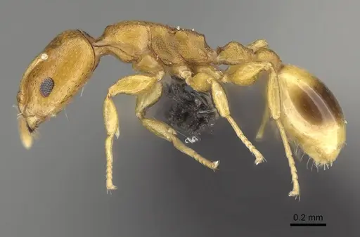 Nesomyrmex cingulatus - CASENT0919845