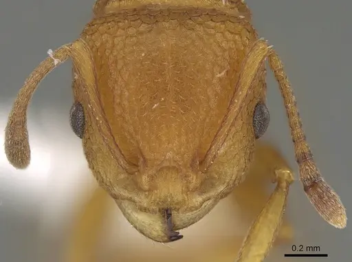 Nesomyrmex clypeatus specimen
