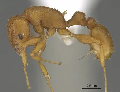 Nesomyrmex clypeatus specimen