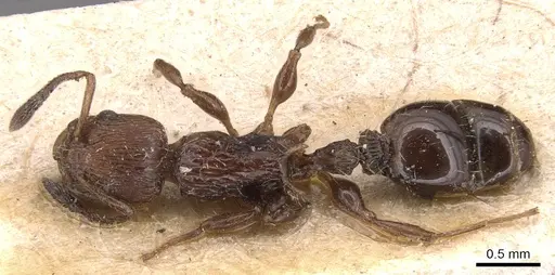 Nesomyrmex costatus specimen