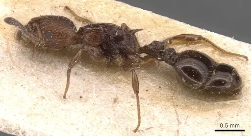 Nesomyrmex costatus specimen