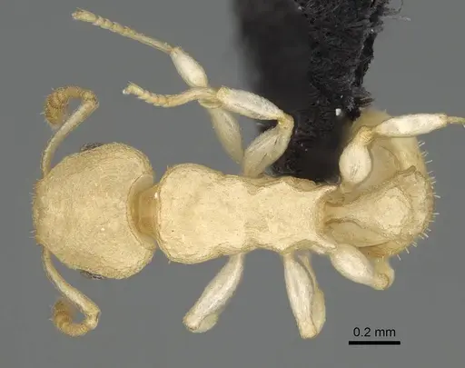 Nesomyrmex devius specimen