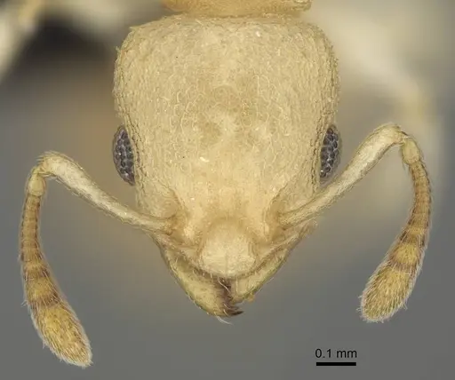 Nesomyrmex devius specimen