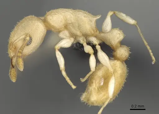 Nesomyrmex devius specimen