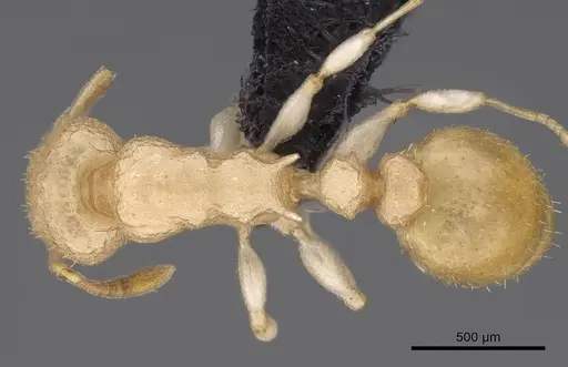 Nesomyrmex devius - CASENT0448825