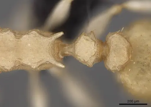 Nesomyrmex devius - CASENT0448825