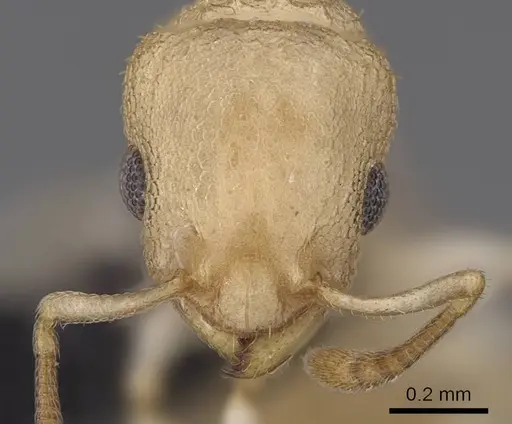 Nesomyrmex devius - CASENT0448825