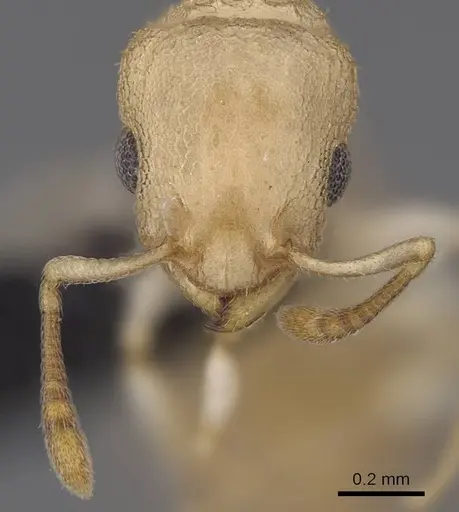 Nesomyrmex devius - CASENT0448825