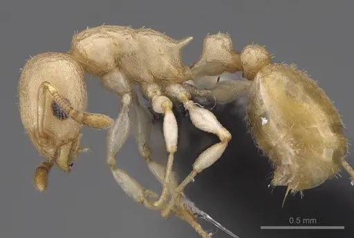 Nesomyrmex devius - CASENT0448825