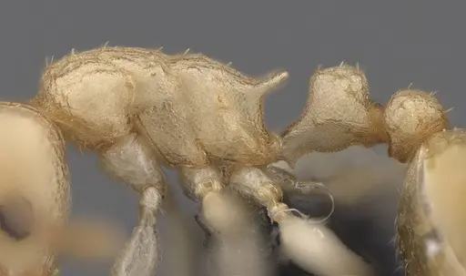 Nesomyrmex devius - CASENT0448825