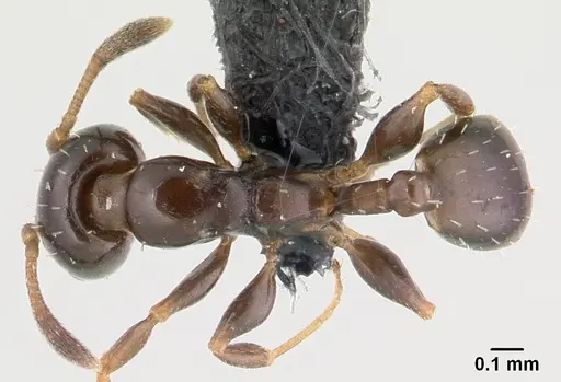 Nesomyrmex edentatus specimen