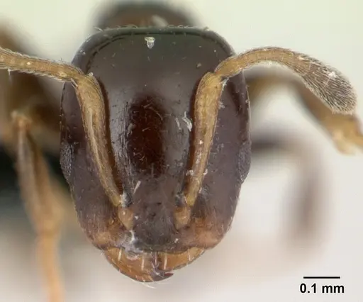 Nesomyrmex edentatus specimen