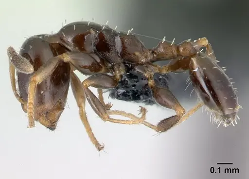 Nesomyrmex edentatus specimen