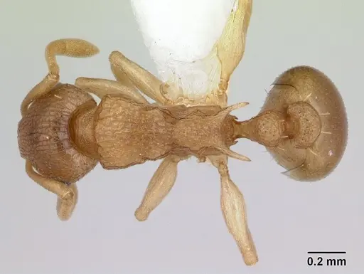 Nesomyrmex evelynae specimen
