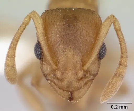 Nesomyrmex evelynae specimen