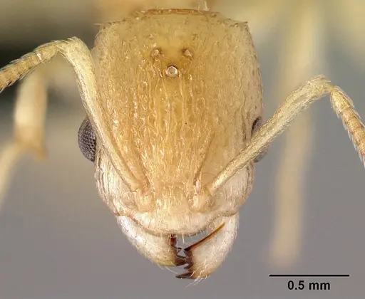 Nesomyrmex excelsior specimen