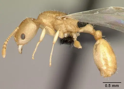 Nesomyrmex excelsior specimen