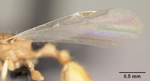 Nesomyrmex excelsior - CASENT0049848