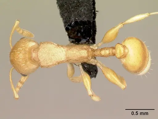 Nesomyrmex excelsior - CASENT0077471