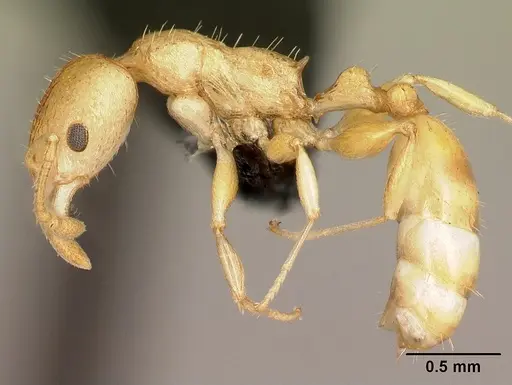 Nesomyrmex excelsior - CASENT0077471