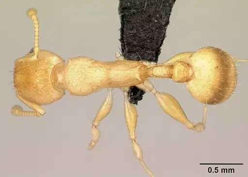 Nesomyrmex excelsior - CASENT0485106