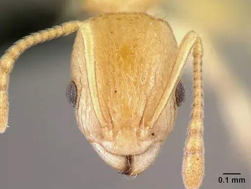 Nesomyrmex excelsior - CASENT0485106