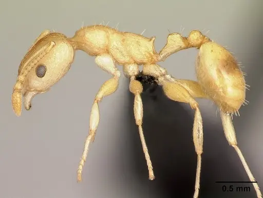 Nesomyrmex excelsior - CASENT0485106