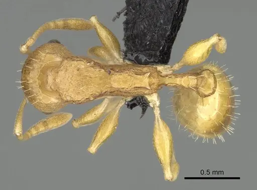 Nesomyrmex excelsior - CASENT0498265