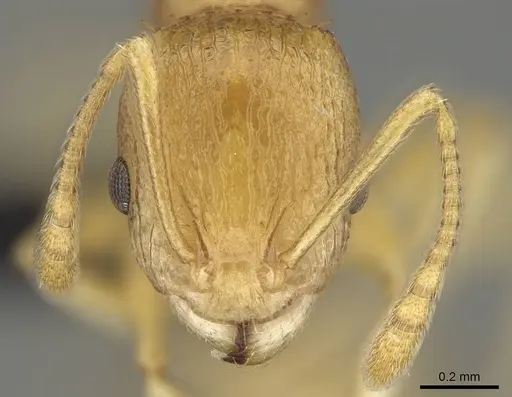 Nesomyrmex excelsior - CASENT0498265