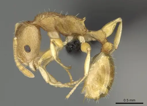 Nesomyrmex excelsior - CASENT0498265