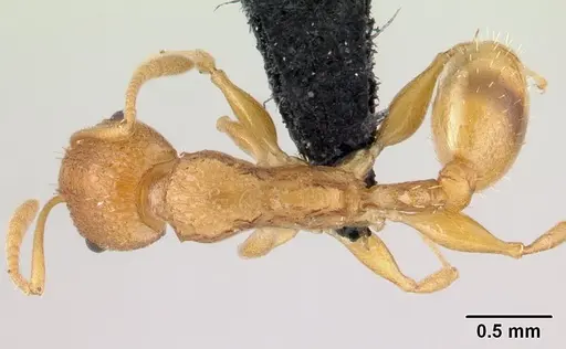 Nesomyrmex excelsior - CASENT0499874