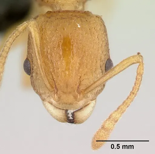 Nesomyrmex excelsior - CASENT0499874