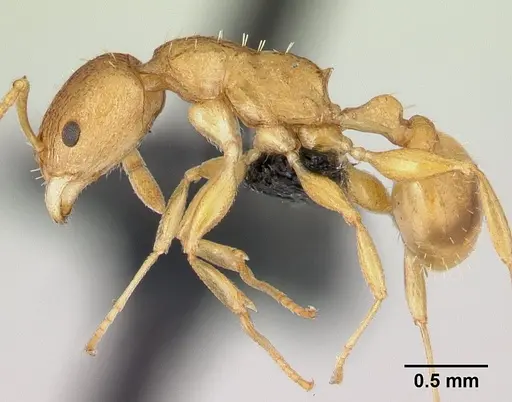 Nesomyrmex excelsior - CASENT0499874