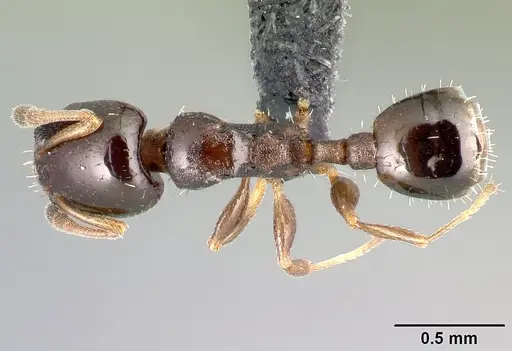 Nesomyrmex flavigaster specimen