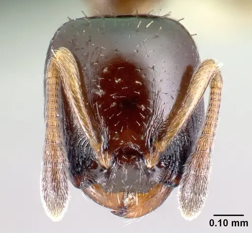 Nesomyrmex flavigaster specimen