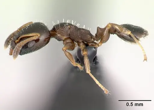 Nesomyrmex flavigaster specimen