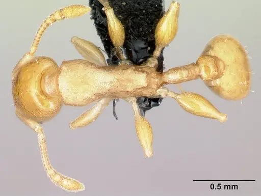 Nesomyrmex flavus specimen