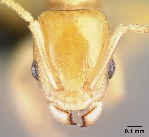 Nesomyrmex flavus specimen
